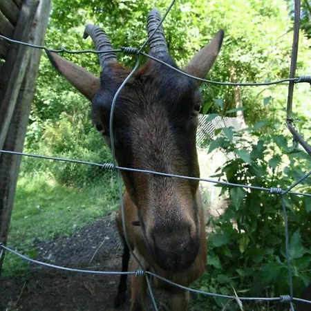 Stylish Duplex With Sauna